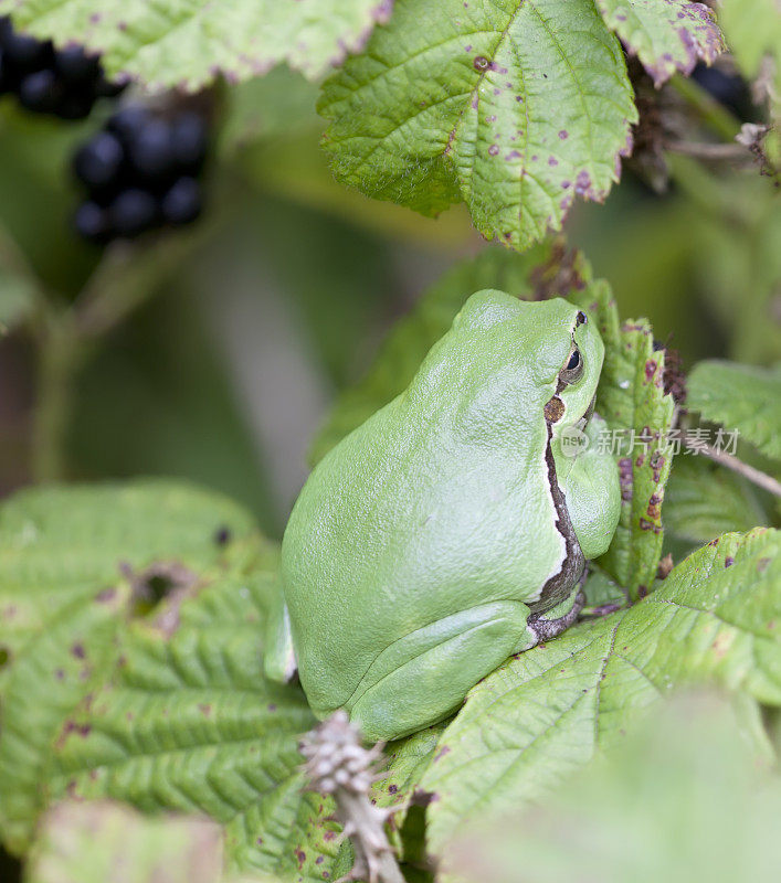 树蛙(Hyla arborea)